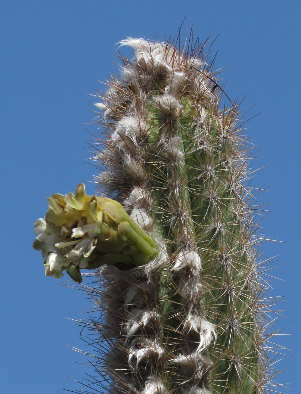 Pilosocereus gaumeri